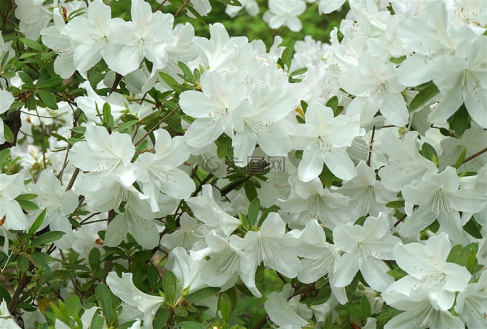 植物,鲜花,映山红