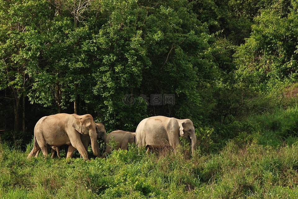 野生大象,象,亚洲