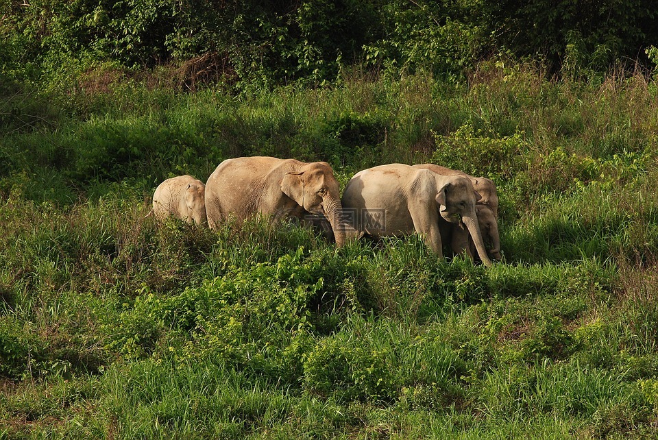 野生大象,象,亚洲