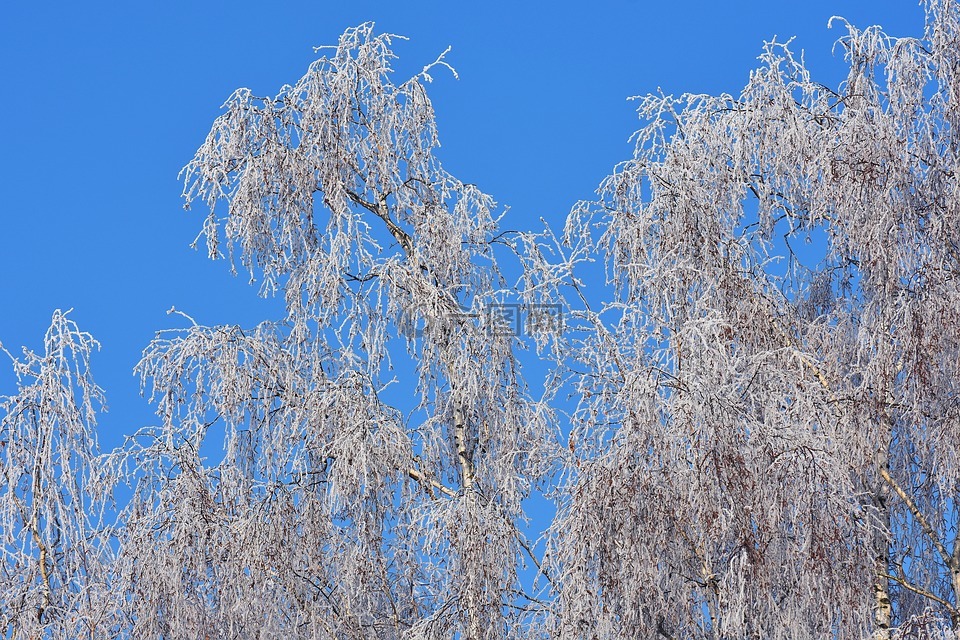 蓝蓝的天空,树,冬天