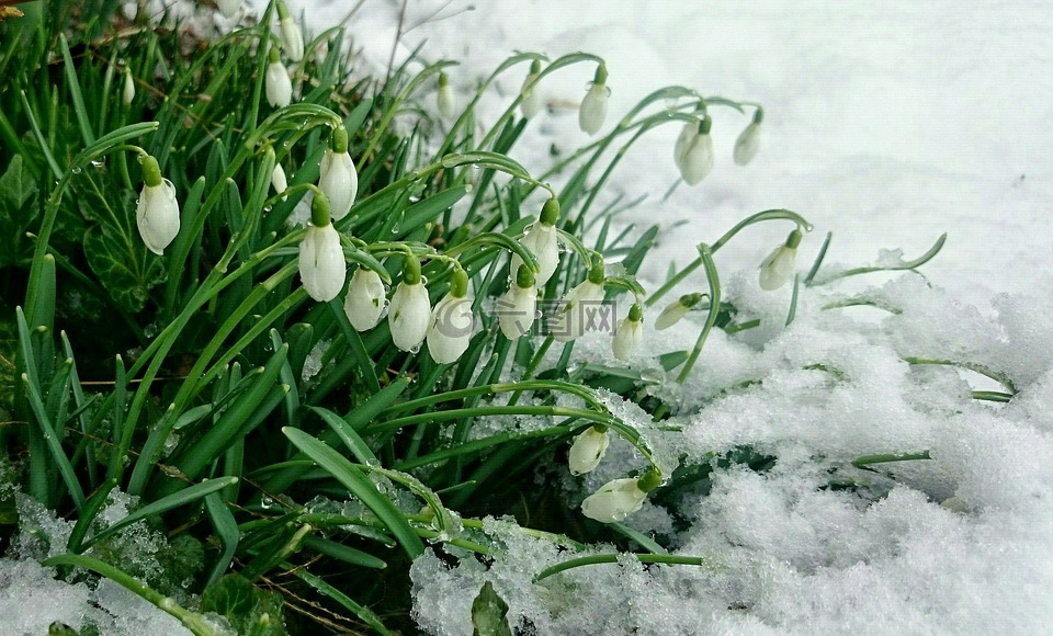 早春,雪,花莲