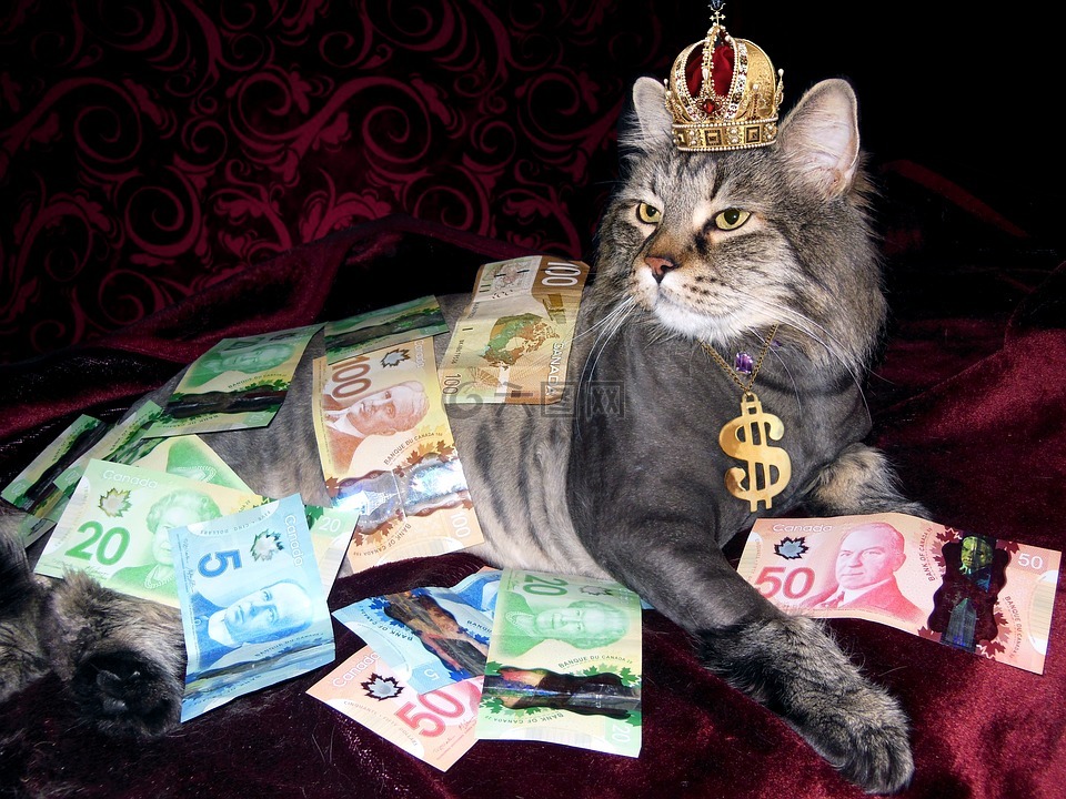 钱,猫,财富