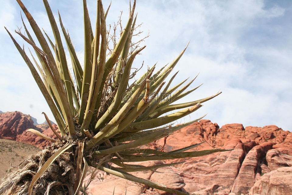 沙漠,红岩峡谷,植物