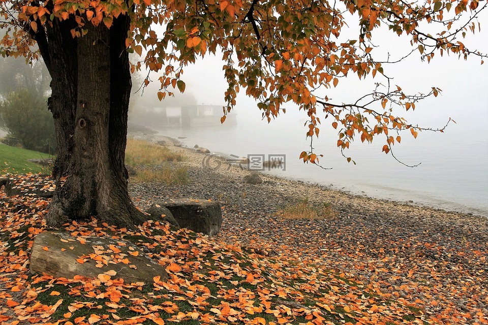 秋,湖,树