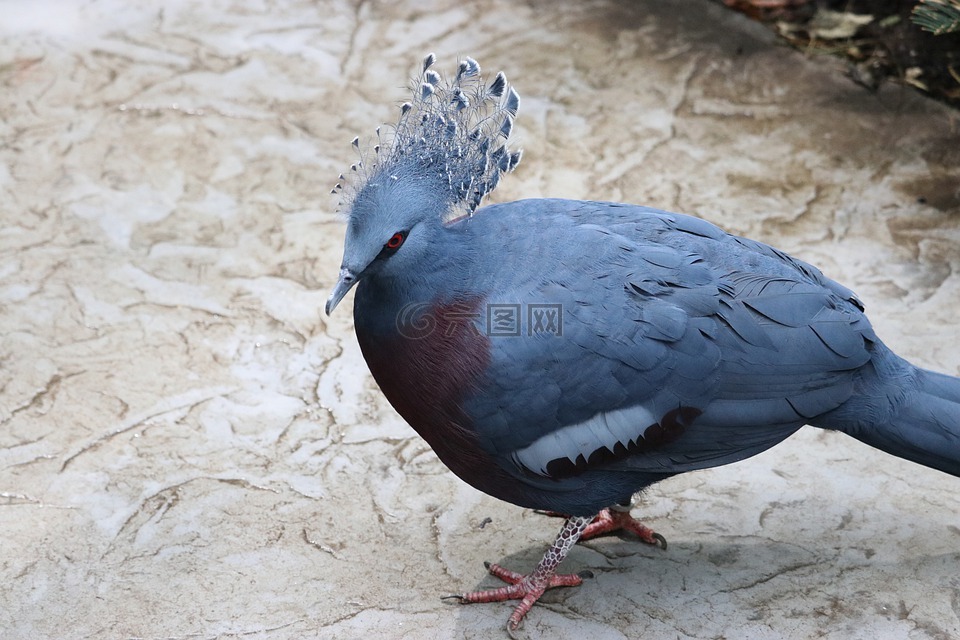 西部加冕鸽子,常见的加冕鸽子,蓝冠的鸽子