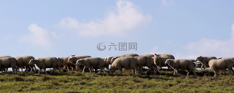 羊,羊群的羊,堤防工程