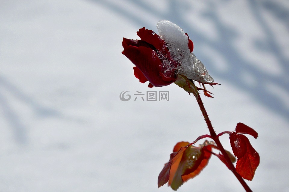 居米什哈内,雪,玫瑰
