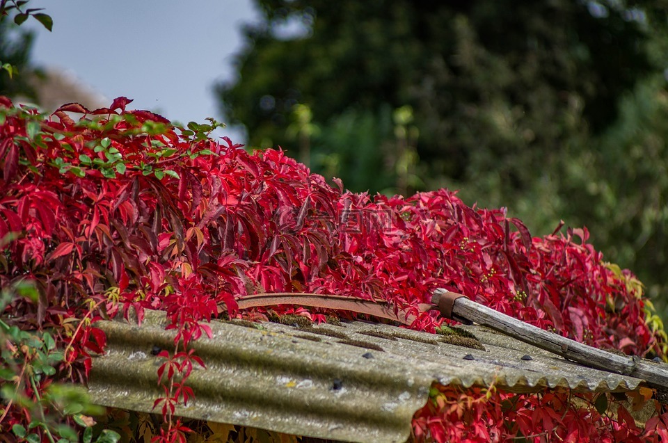 花园,秋季,红叶