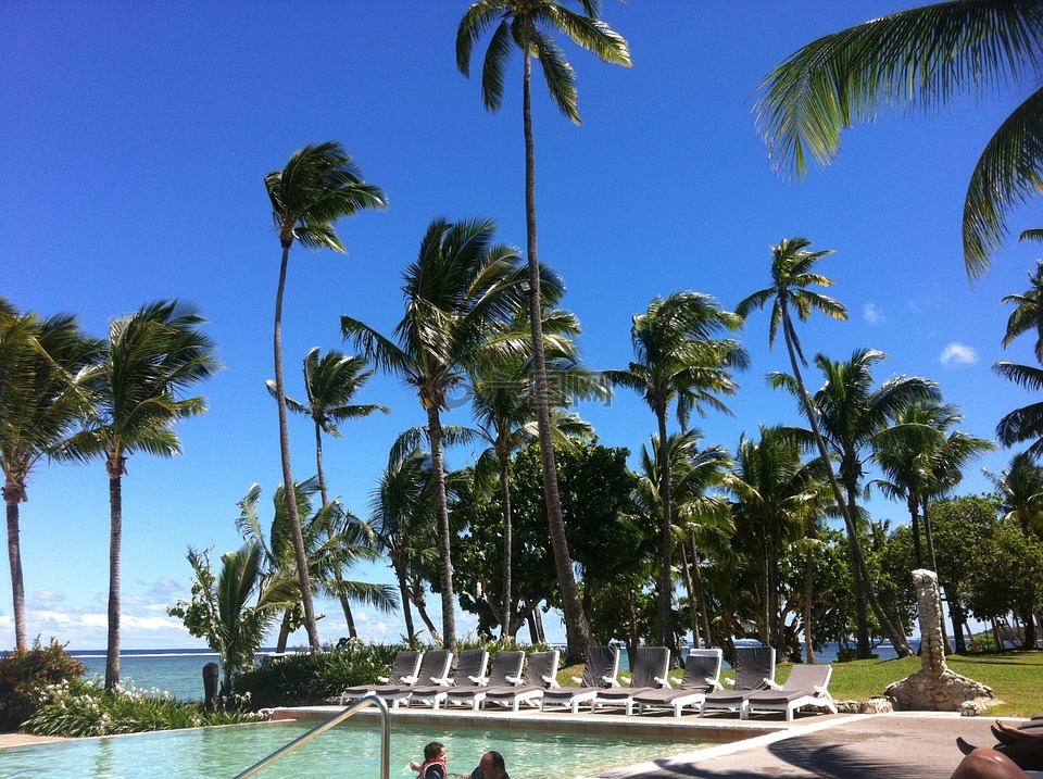 斐济,度假村,棕榈树
