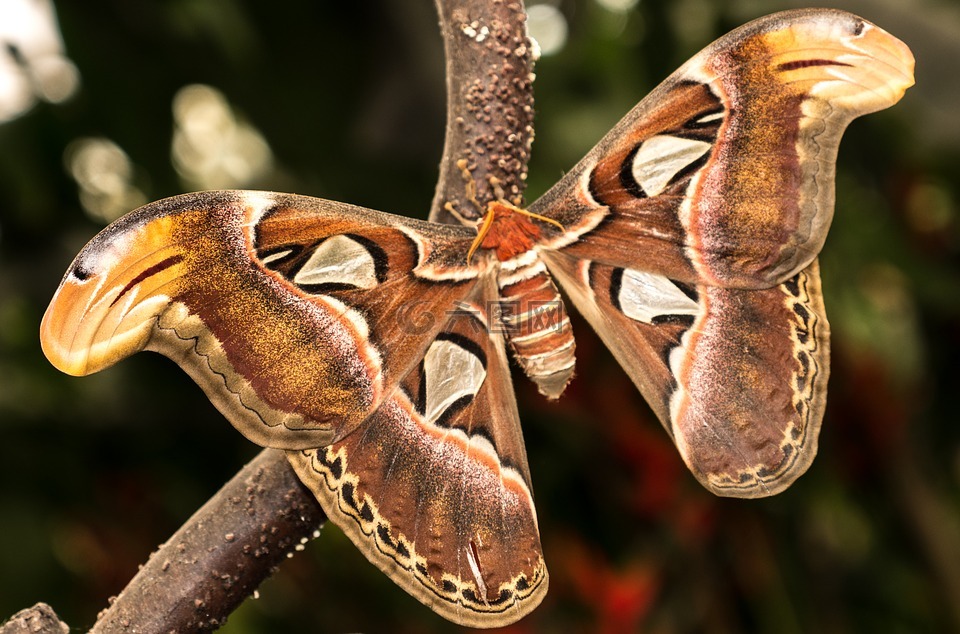 benalmádena的mariposario,只夜晚的蝴蝶,benalmádena的