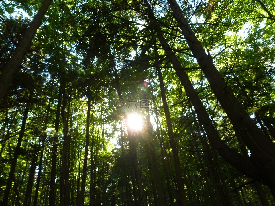 森林,阳光,自然