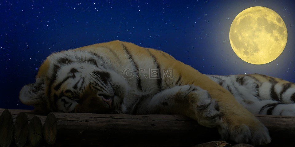 虎,睡眠,晚安