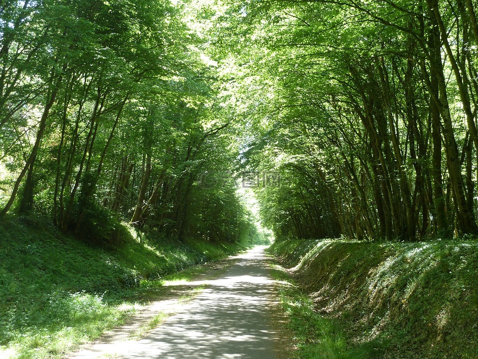 道路树木,路径,银辉的光