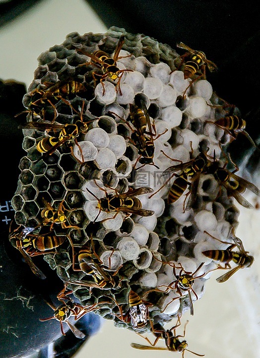 黄蜂,巢,纸黄蜂