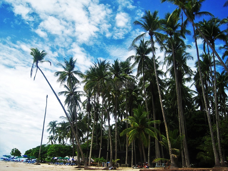哥斯达黎加,太平洋海滩,高的棕榈树