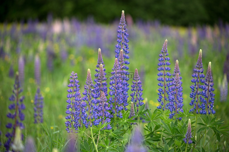 鲜花,景观,lupines