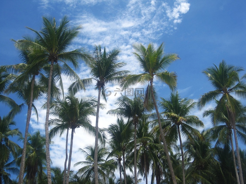 椰子树,哥斯达黎加,藻体