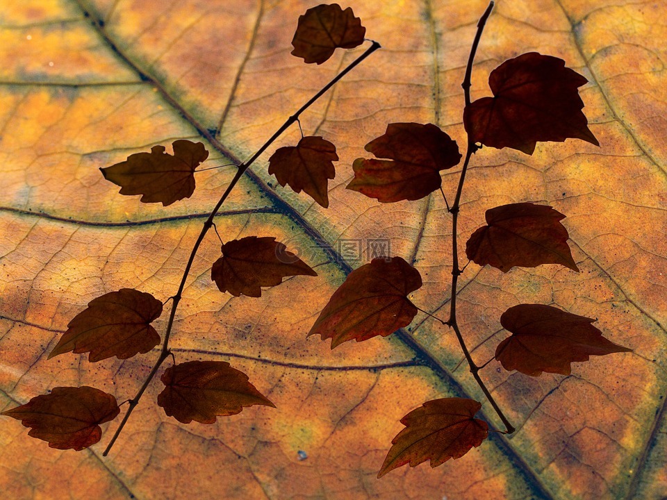 叶子,颜色,干枯的树叶