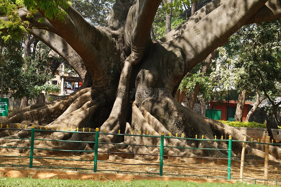树,200 年的旧,古代