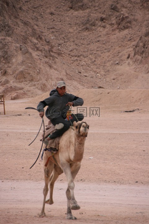 骑骆驼,埃及,西奈