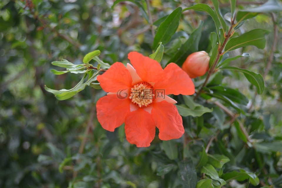朵红色的花,石榴花,格兰纳多