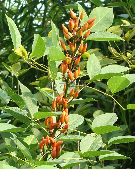 cockspur 珊瑚树,哭宝宝树,芽