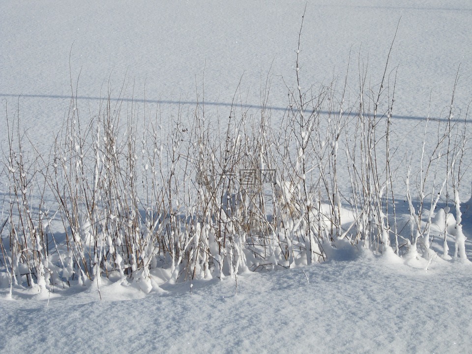 雪,冬天,白