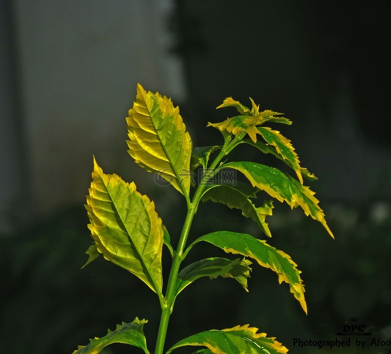 叶,花园,植物