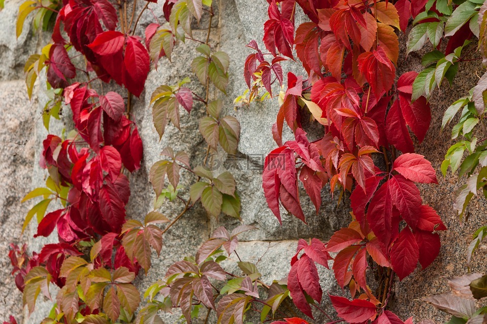 野生葡萄,墙,秋季