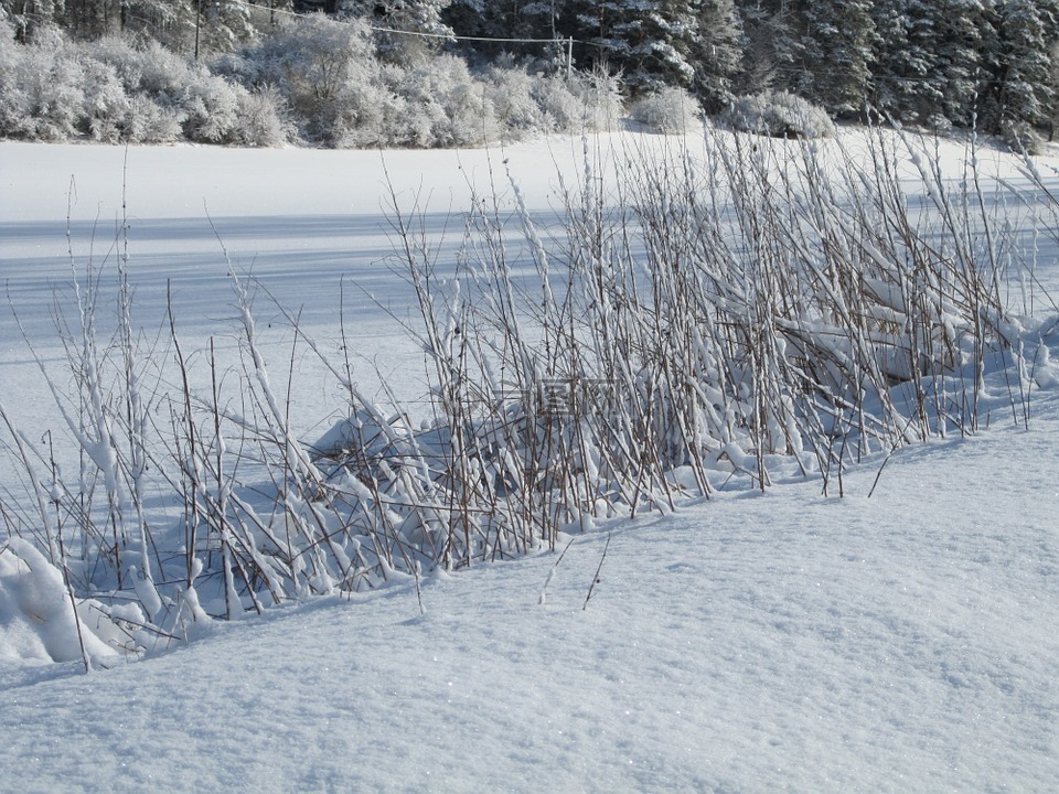 冬天,雪,草