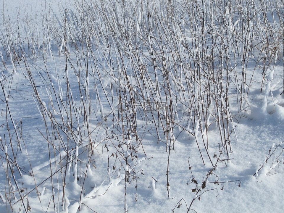 冬天,雪,草