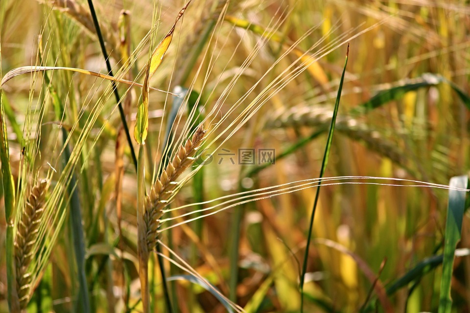 黑麦,谷物,穗