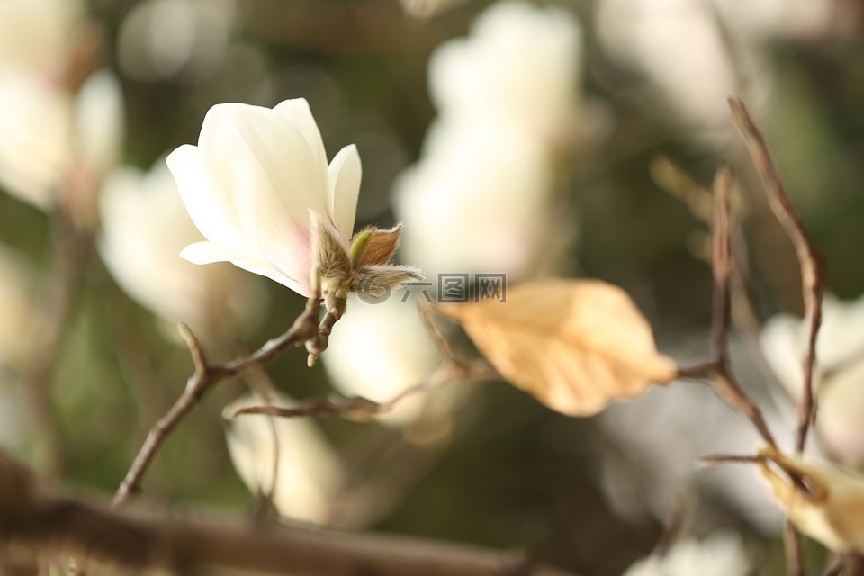 玉兰花,白色,花
