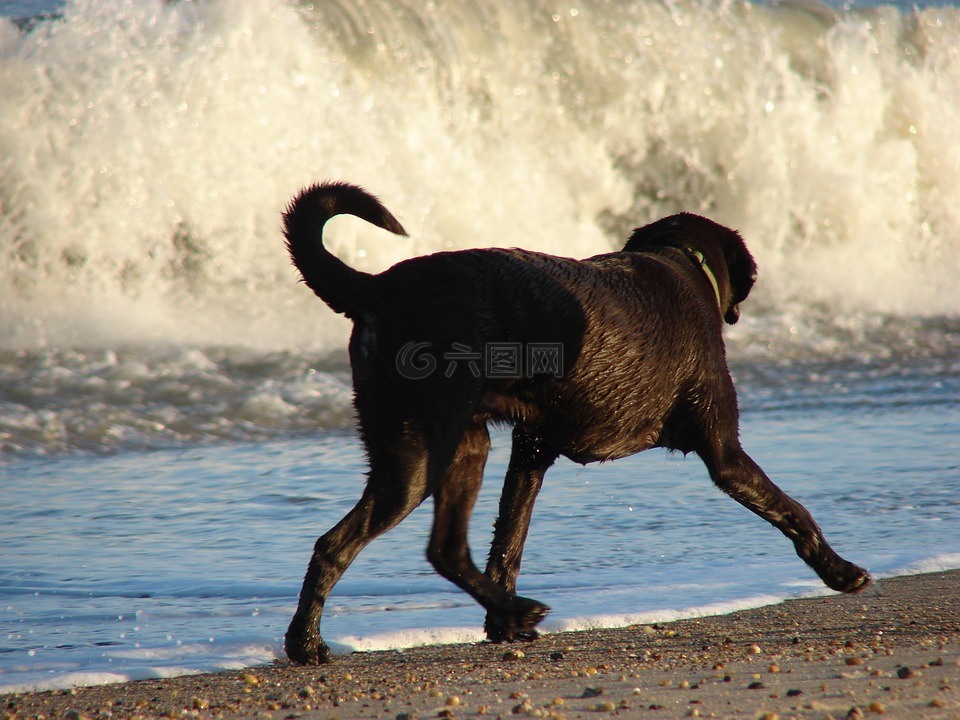 拉布拉多犬,海滩,拉布拉多