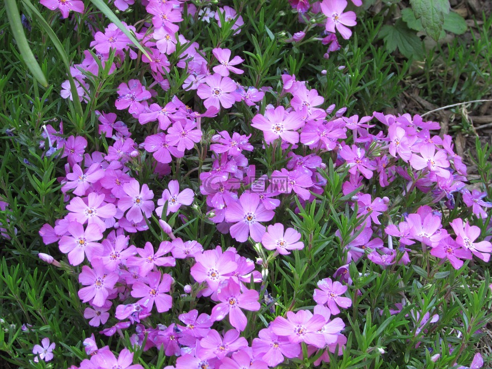 鮮花紫色紫色的花朵