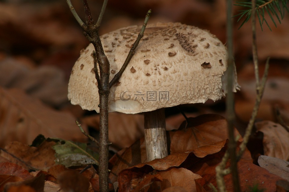 蘑菇,白蘑菇,巨大的蘑菇