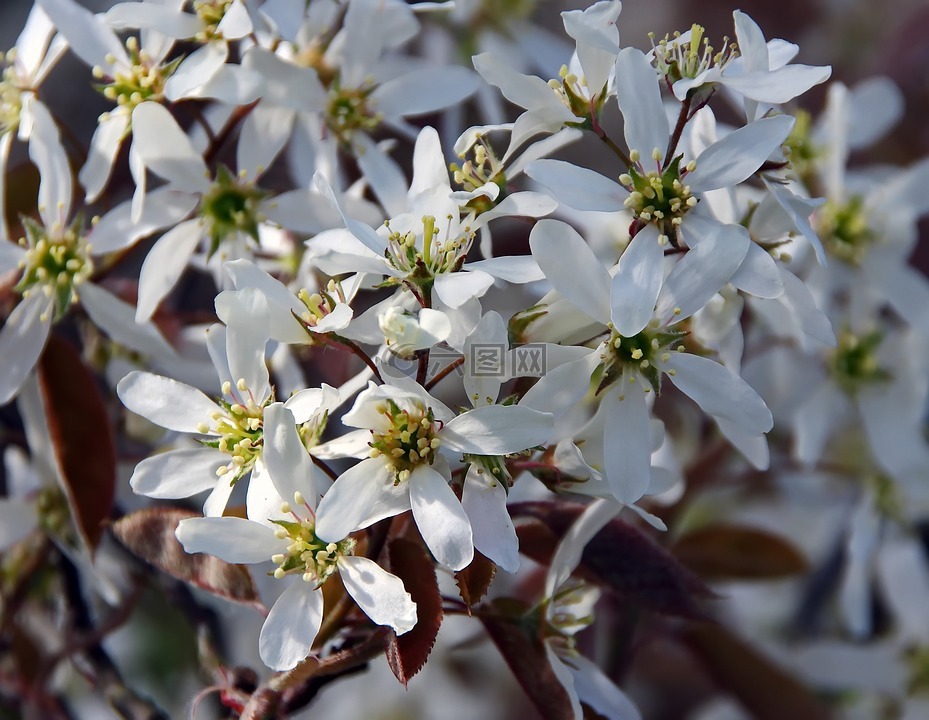 amelanchier,白色的花,春天