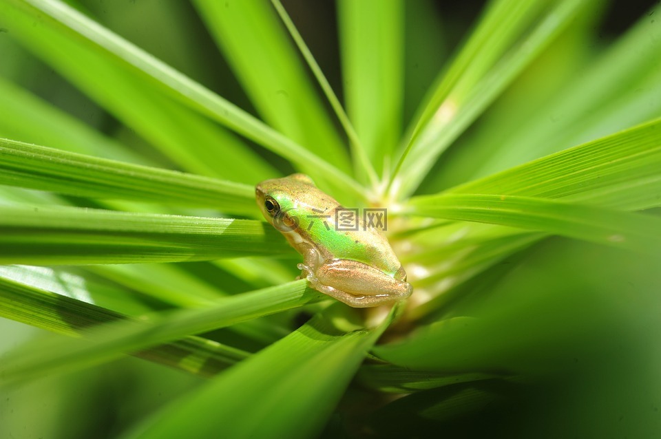 茶叶树上的青青蛙（茶树上长青苔用什么药能灭掉） 茶叶树上的青田鸡
（茶树上长青苔用什么药能灭掉）《茶树上有青苔怎么办》 茶叶资讯