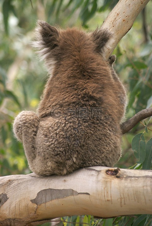 考拉,考拉熊,澳大利亚