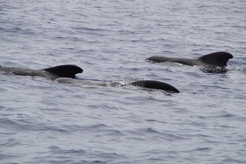 鲸鱼,领航鲸,海洋哺乳动物
