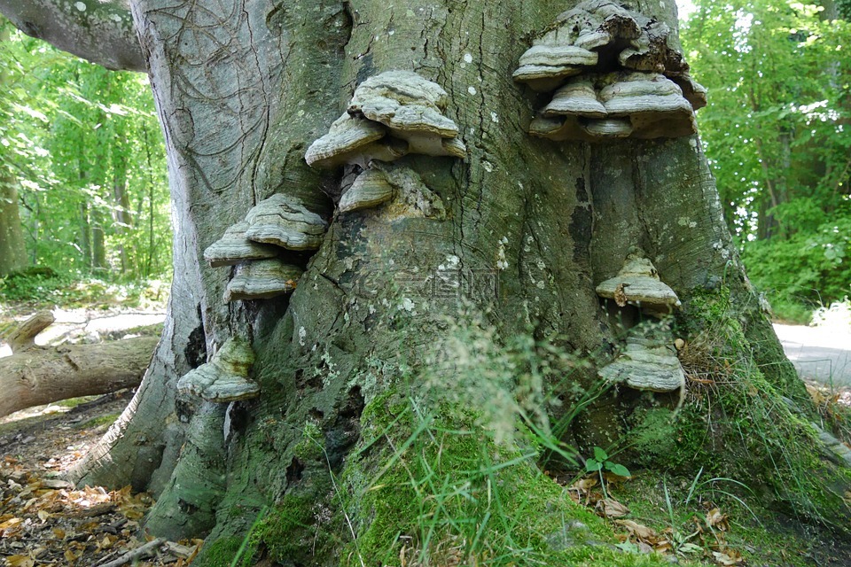 树菌,树,树蘑菇