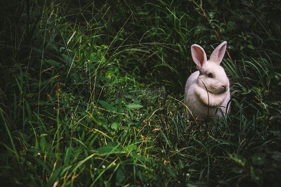 动物,兔子,可爱