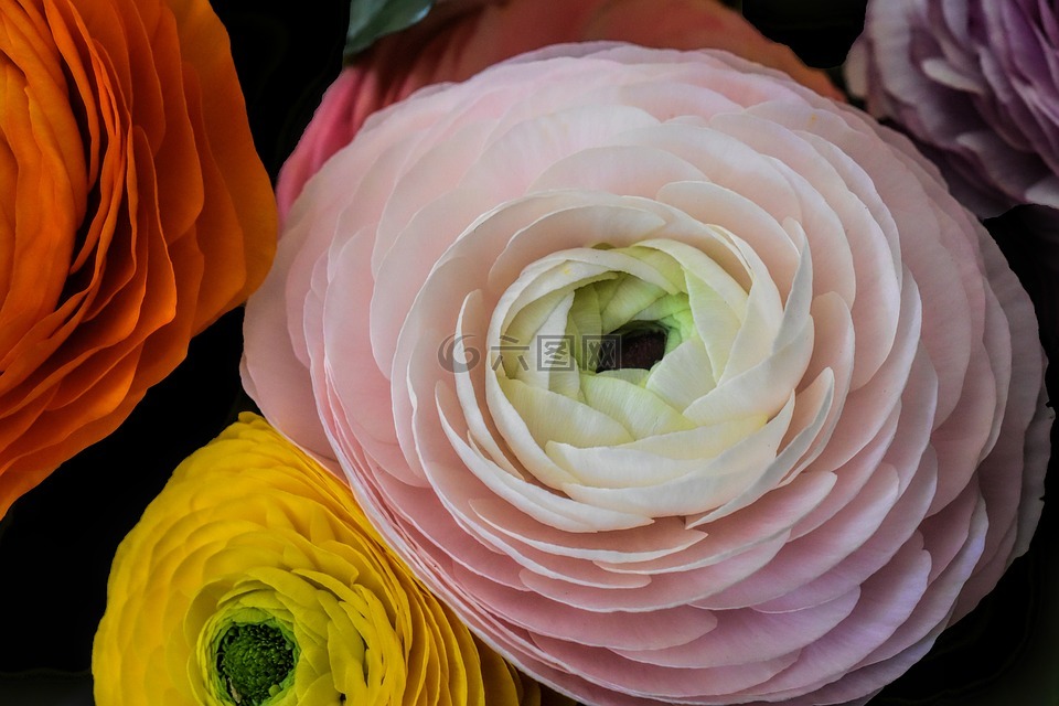 花,茛,粉色
