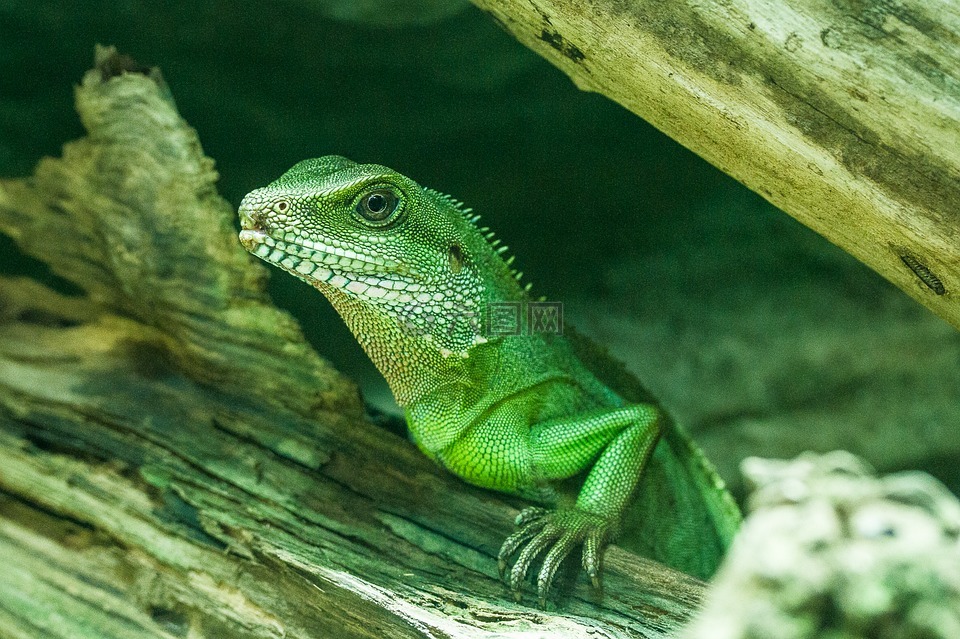 蜥蜴,绿色,性质