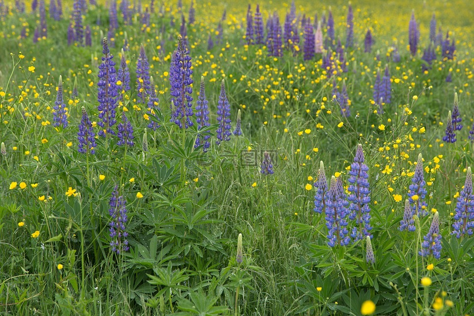 鲜花,草,lupines