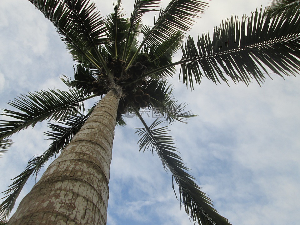 棕榈树,椰子,棕榈叶