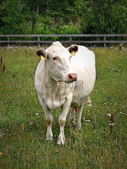 那头牛,白,动物
