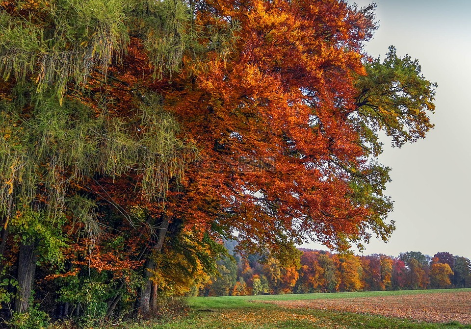 秋天,树,秋天的颜色