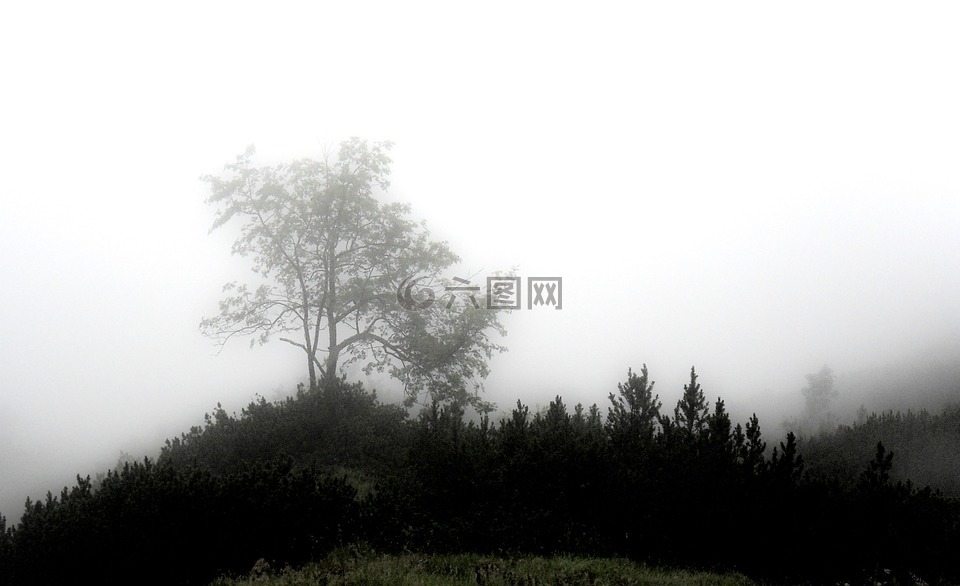 雾,神秘,森林