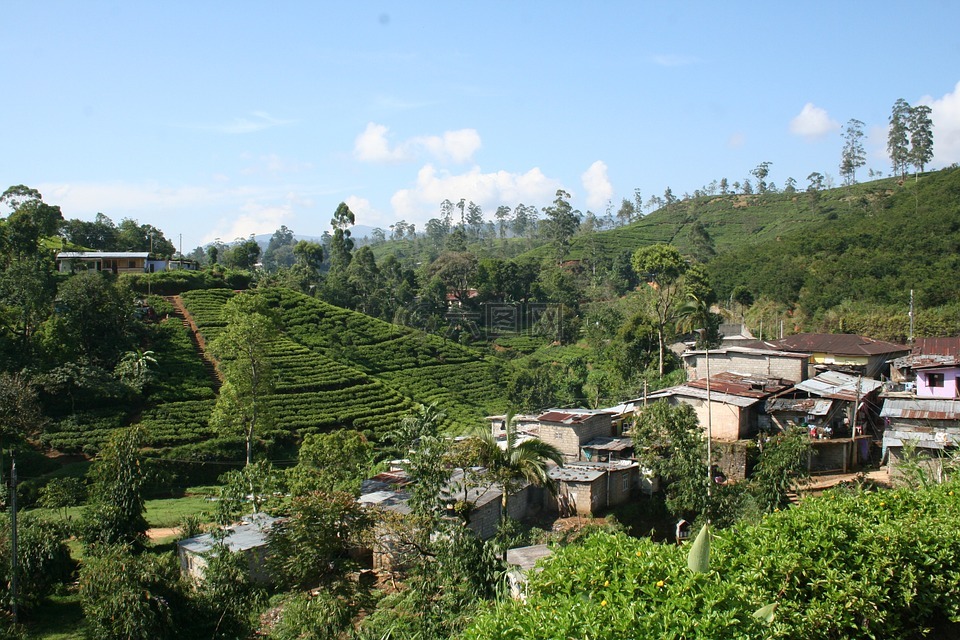 茶,人工林,斯里兰卡